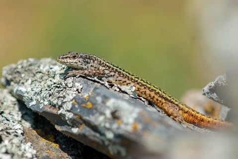 Iberian wall lizard, Iberian wall lizard, Podarcis hispanica, Spanish wall lizard, critters,