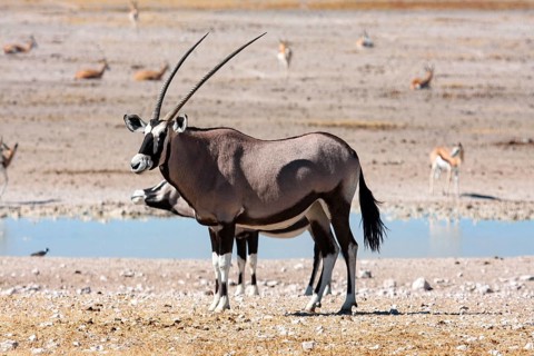 An oryx antelope stands at a waterhole in a dry landscape, spitting bucks at a waterhole in Etosha