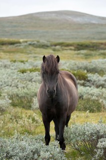 Black colored horse standing in an open, vast landscape, Norwegian fjord horses, in the tundra,