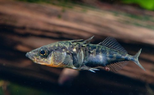 Three-spined stickleback, gasterosteus aculeatus, stickleback, three-spined stickleback, fishes,