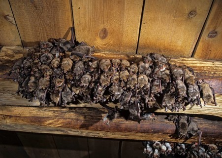 Greater mouse-eared bat, mouse-ear, myotis myotis, bats, chiroptera, ffh, bats, mammals, mammals,