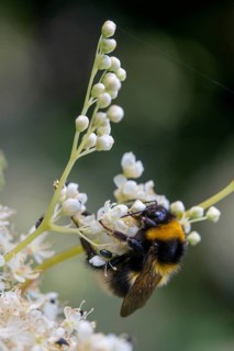 Apidae, bees, bombus hortorum, garden bumble bee, hymenoptera, female, garden bumblebee, high size,