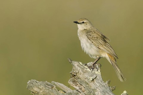 Rufous Songlark (Megalurus mathewsi), Victoria, Australia