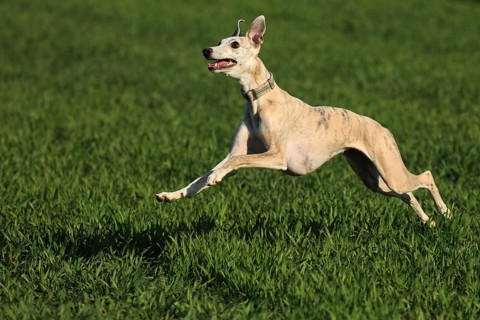 Whippet racing, Whippet running, A whippet nimbly leaps across a green field, Running whippet,