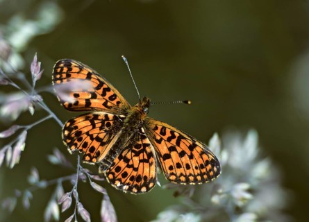 Boloria selene, brown-spotted mother-of-pearl butterfly, silver-bordered fritillary, small
