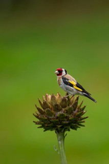 European goldfinch (Carduelis carduelis) adult bird feeding on an Artichoke thistle flower bud,