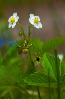 Alpine strawberry, European strawberry, fragaria vesca, monthly strawberry, rosaceae, rose family,