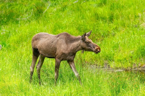 Eurasian elk (Alces alces) walking on a meadow in early summer, Bavarian Forest, Bavaria, Germany