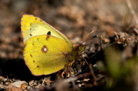 Brandenburg, Colias hyale, yellow haybutterfly, Germany, golden eight, national natural heritage,