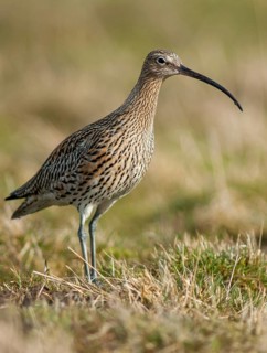 Curlew, curlew, numenius arquata, birds, curlew, charadriiformes, limikolen, snipe birds,