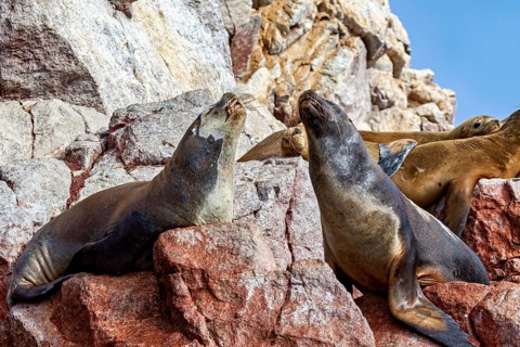 Seals rest on sunny rocks in a natural coastal landscape, South American sea lions on the rocks of