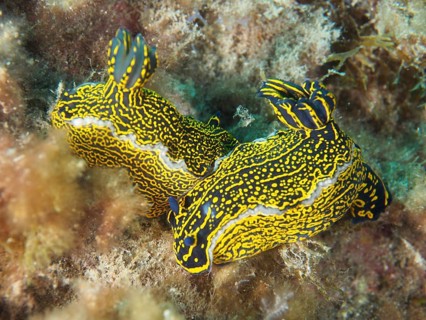 Two vibrantly coloured nudibranchs in yellow and blue, and a yellow-and-purple star snail (Felimare