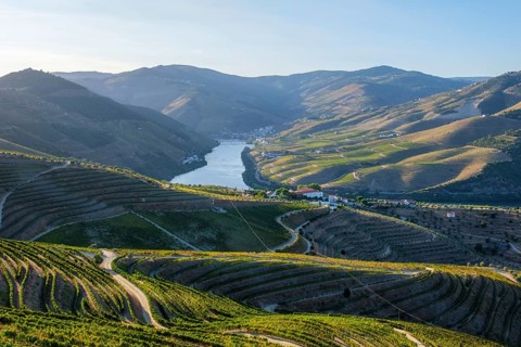 Douro river vineyard hills at sunrise in Portugal, with broad terraced slopes, soft blue shadows,