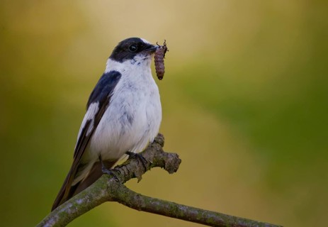 Collared flycatcher, ficedula albicollis, collared snapper, birds, passeri, songbirds, birds