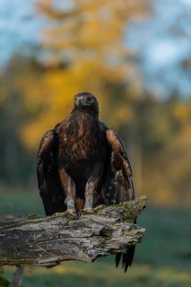 One golden eagle (Aquila chrysaetos) sitting on a broken and rotting log with fall foliage in the