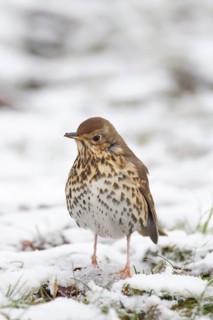 Song thrush (Turdus philomelos) adult bird on a snow covered garden lawn, Suffolk, England, United