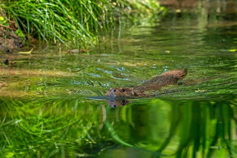 Eurasian otter, European river otter (Lutra lutra) swimming in pond, stream