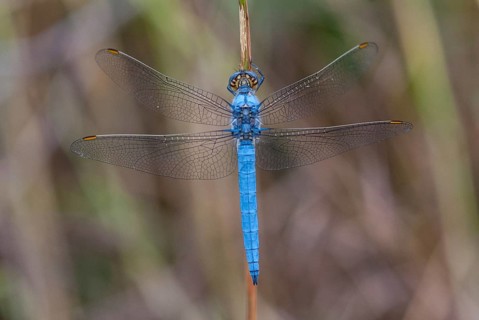 Orthetrum Brunneum, Southern Skimmer, Southern Blue Arrow, Anisoptera, Blue Arrow, Damselflies,