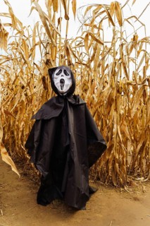 Scarecrow figure in black cloak and death mask in the middle of a cornfield on Halloween