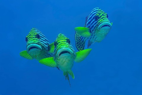 A vibrant trio of oriental sweetlips showcased in their natural habitat in Maldives. Their striking