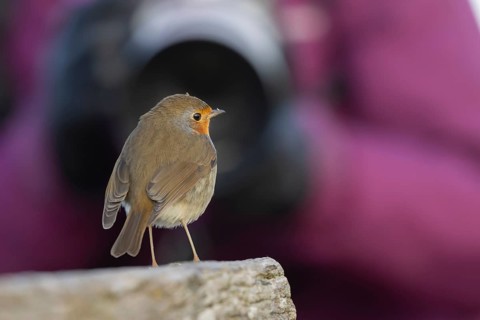 European robin (Erithacus rubecula) adult garden bird seemingly posing in front of a camera,