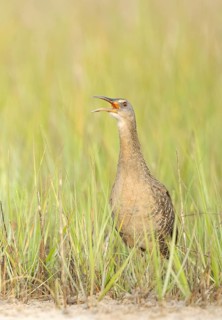 Clapper Rail (Rallus crepitans) calling, Texas, USA