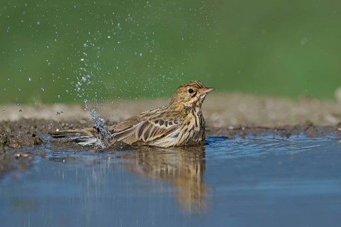 Tree Pipit (Anthus trivialis) bathing at a waterhole, Aosta Valley, Italy