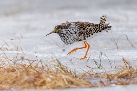 Ruff (Philomachus pugnax), foraging on ice, Varanger, Norway