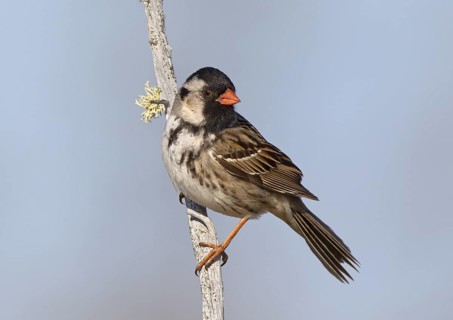 Canada, Manitoba, June, breeding male