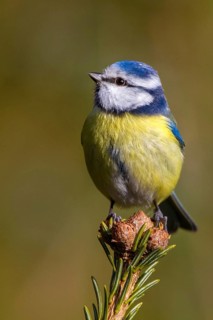 Blaumeise auf der Spitze einer Tanne