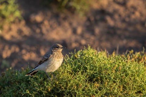 Isabelline Wheatear (Oenanthe isabellina) juvenile, Lesvos, Greece