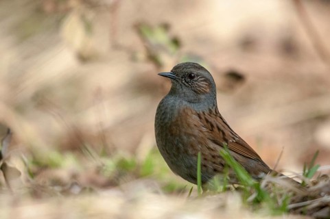 Dunnock, heckenbraunelle, Prunella modularis, birds, passeri, songbirds, birds