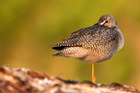 Spotted Redshank (Tringa erythropus) resting with beak under wing, Galicia, Spain