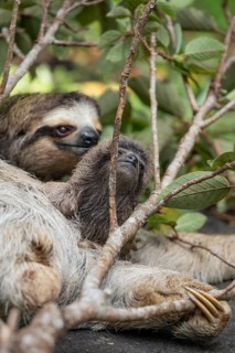 Close up of a cute baby three-toed sloth (Bradypus variegatus) resting on its mother's belly.