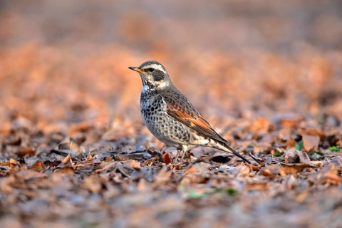 Dusky Thrush (Turdus eunomus), Tokyo, Japan