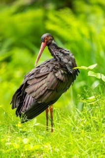 Black stork (Ciconia nigra) standing on a meadow, Bavaria, Germany
