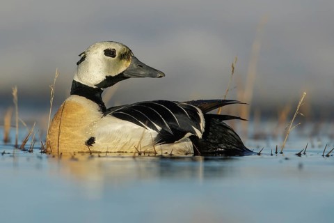 Steller's Eider (Polysticta stelleri) feeding on a small pond on the tundra in Northern Alaska