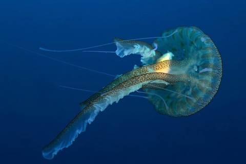 Luminous jellyfish (Pelagia noctiluca)