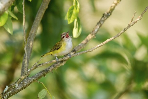 Yellow-green Vireo Vireo flavoviridis El Tuito, Jalisco, Mexico 10 June Adult Vireonidae