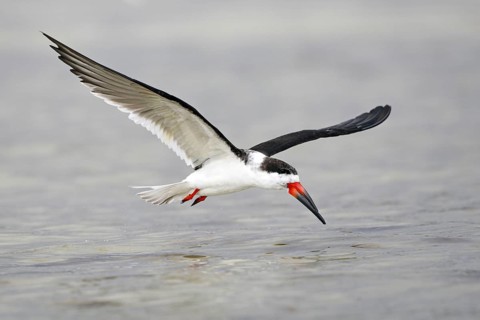 Black Skimmer (Rynchops niger), Florida, USA