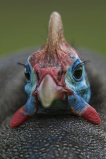 Helmeted Guineafowl (Numida meleagris), Mpumalanga, South Africa