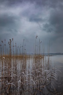Reed belt with gloomy clouds in winter at Lake Mondsee, Salzkammergut, Upper Austria, Austria