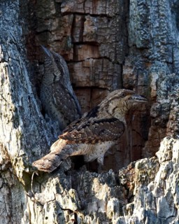 Eurasian Wryneck (Jynx torquilla) pair in breeding cavity, male with ant eggs in beak, Mecklenburg