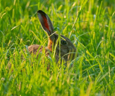 European hare (Lepus europaeus) sitting in a green meadow, wildlife, Lower Saxony, Germany