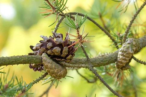 Banks' pine (Pinus banksiana), Tharandt Forest Park, Tharandt, Saxony, Germany