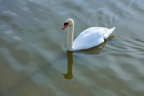 Swan in water, showing calm and elegant posture, spring, bird island, Altmühlsee, Muhr am See,