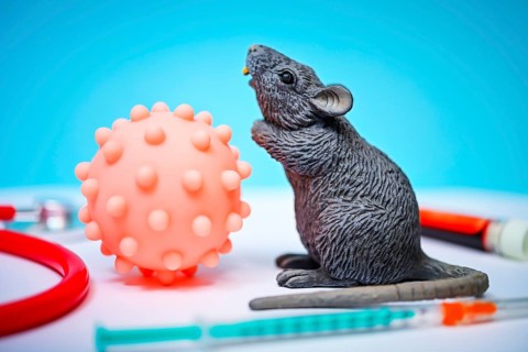 Virus model with rodent figure, the hantavirus is primarily transmitted by mice and rats +++
