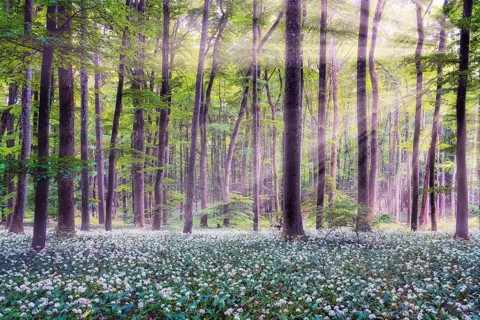 Wild garlic blooming in a beech forest, sun shining through deciduous trees, Canton of Aargau,