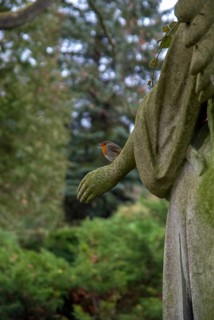 Erithacus rubecula, robin, robins, birds, cemetery, graveyard, high size, portrait, passeri,