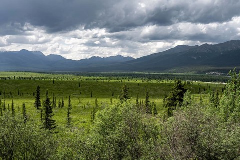 Taiga and tundra, mountain landscape of the Alaska Range with dramatic cloudy sky, Denali National